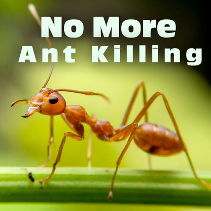 Eco-Friendly Ant Trap ♻️ 🐜